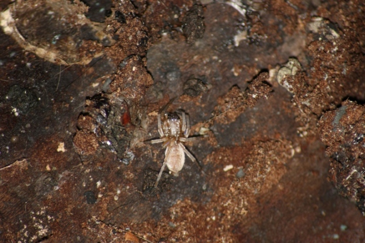 Nuctenea cf. umbratica, Pistius truncatus,Clubiona, Pardosa